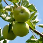 three green apples attached on trunk ]
