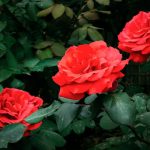pink rose in bloom during daytime