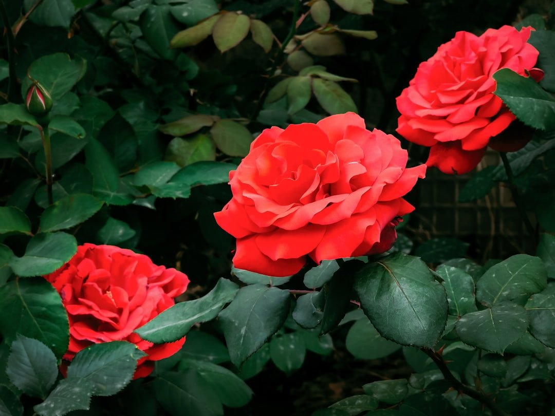 Huawei Expands in Africa