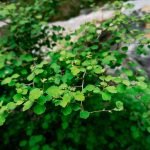 green plant on gray rock