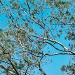 green tree under blue sky during daytime