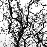 low angle photography of leafless tree under blue sky during daytime