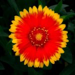 orange and yellow flower in close up photography
