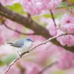 gray and white bird perching on branch