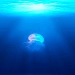 jelly fish in water