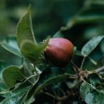a close up of an apple on a tree branch