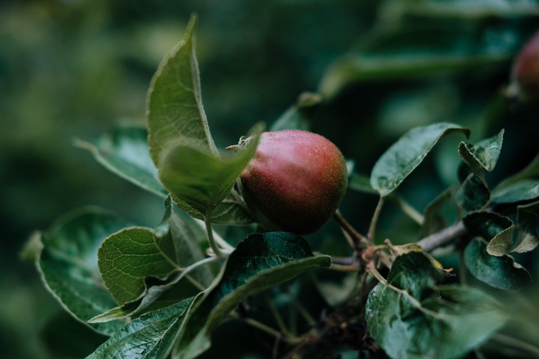 Apple Music AI Playlists