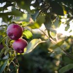a couple of apples that are on a tree