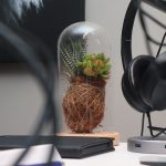 green plant in clear glass vase