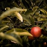 a bunch of apples swing from a tree