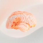 a close up of a human brain on a white surface