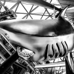 grey and white shark statue