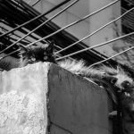 grayscale photo of cat on concrete wall