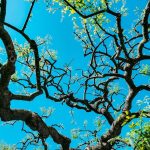 low angle photography of green tree under blue sky during daytime