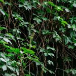 green leaves plant during daytime