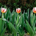 pink tulips in bloom during daytime