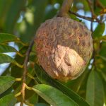 a fruit hanging from a tree with leaves