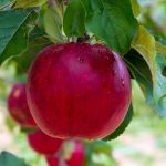 red apple