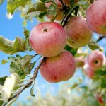 a bunch of apples hanging from a tree