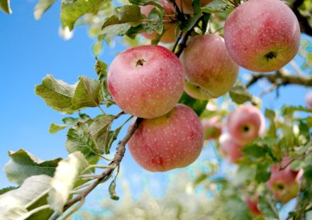 a bunch of apples hanging from a tree