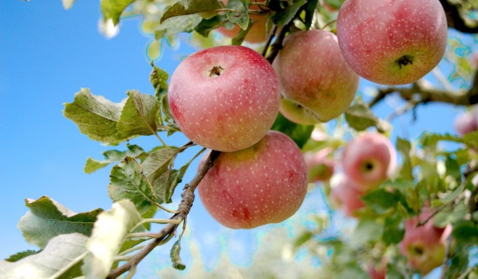 a bunch of apples hanging from a tree