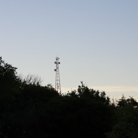 green trees under blue sky during daytime