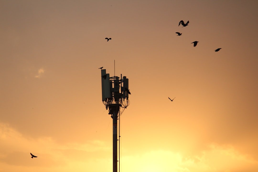 birds flying over tower