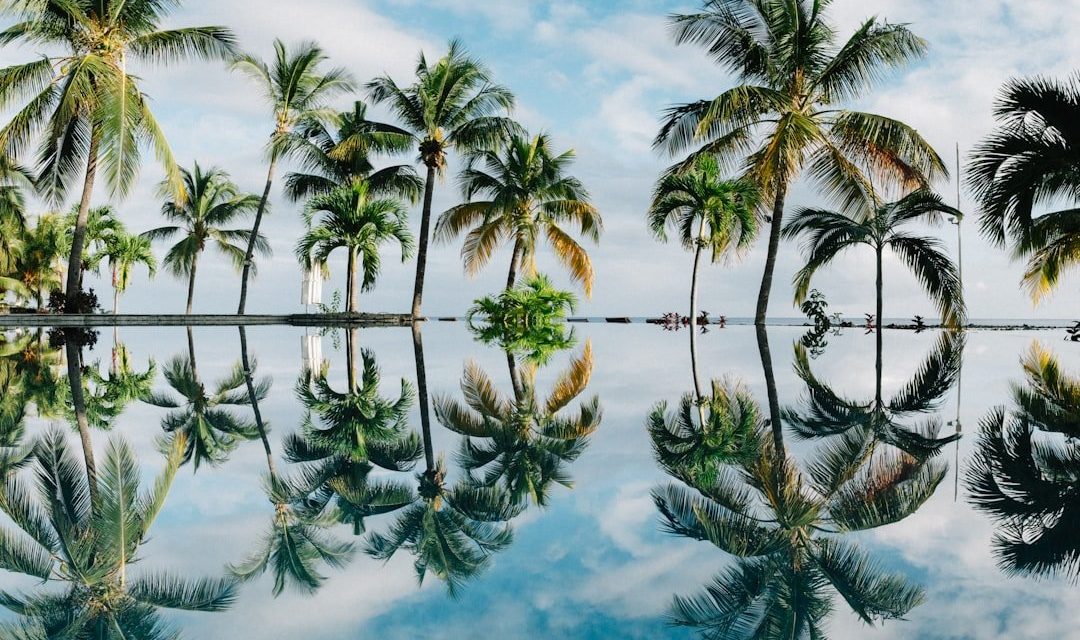 water reflection of coconut palm trees