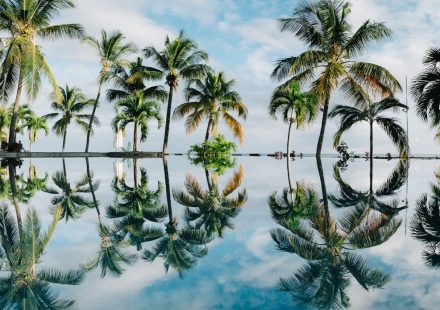 water reflection of coconut palm trees