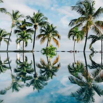 water reflection of coconut palm trees