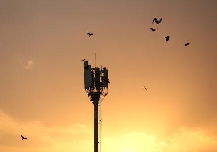 birds flying over tower