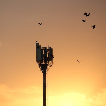 birds flying over tower