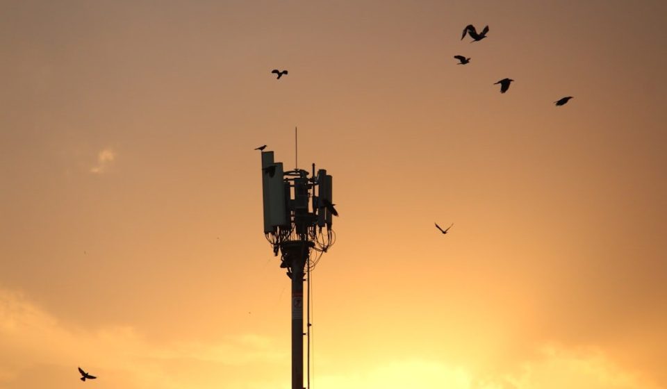 birds flying over tower