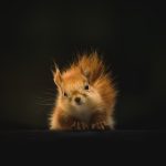 brown squirrel on black background