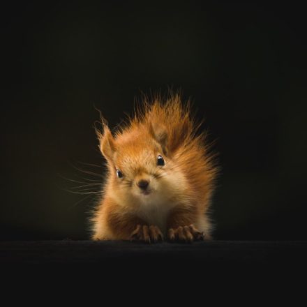 brown squirrel on black background